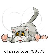 Poster, Art Print Of Clumsy Long Haired Gray Cat Laying On Its Belly