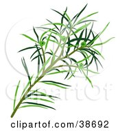 Poster, Art Print Of Green Narrow-Leaved Paperbark Narrow-Leaved Tea-Tree Narrow-Leaved Ti-Tree Or Snow-In-Summer Melaleuca Alternifolia Leaves