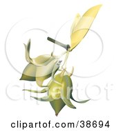 Clipart Illustration Of Two Pale Yellow Jojoba Simmondsia Chinensis Flowers