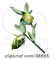 Clipart Illustration Of Two Jojoba Simmondsia Chinensis Flowers