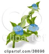 Poster, Art Print Of Three Blue Anemone Flowers On A Plant