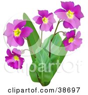 Poster, Art Print Of Plant Growing Purple Flowers