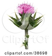 Clipart Illustration Of A Milk Thistle Blessed Milk Thistle Marian Thistle Mary Thistle Mediterranean Milk Thistle Or Variegated Thistle Silybum Marianum Bloom by dero