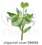 Clipart Illustration Of White Lemon Balm Melissa Officinalis Flowers On The Plant by dero