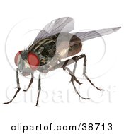 Poster, Art Print Of Housefly Musca Domestica