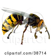 Flying Common Wasp Vespula Vulgaris