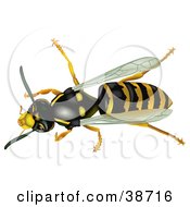 Poster, Art Print Of Aerial View Of A Common Wasp Vespula Vulgaris