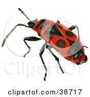 Clipart Illustration Of A Red Firebug Pyrrhocoris Apterus
