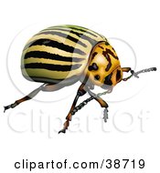 Poster, Art Print Of Colorado Potato Beetle Colorado Beetle Ten-Striped Spearman Or Ten-Lined Potato Beetle Leptinotarsa Decemlineata