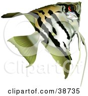 Poster, Art Print Of Striped Angelfish Pterophyllum Scalare