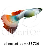 Millionfish Or Guppy Poecilia Reticulata In Profile
