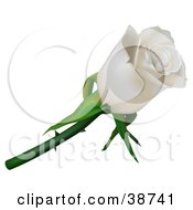 Poster, Art Print Of Single White Rose With Thorns