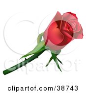 Poster, Art Print Of Single Red Rose With Thorns