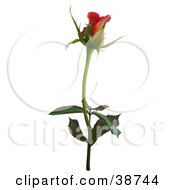 Poster, Art Print Of Single Red Rose