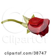 Poster, Art Print Of Dew Drops On A Single Red Rose