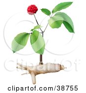 Poster, Art Print Of Ginseng Plant