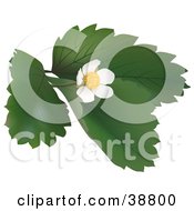 Poster, Art Print Of Blossoming Wild Strawberry Plant