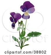 Clipart Illustration Of Purple Viola Sweet Violet English Violet Common Violet Or Garden Violet Viola Odorata Flowers by dero #COLLC38802-0053