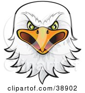 Poster, Art Print Of Fierce Green Eyed Bald Eagle Head