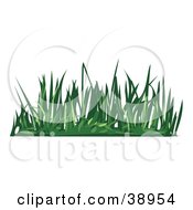 Poster, Art Print Of Tuft Of Green Lawn