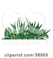 Poster, Art Print Of Green Grasses