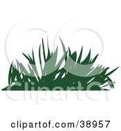 Poster, Art Print Of Green Silhouetted Grasses