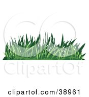 Poster, Art Print Of Tuft Of Green Turf