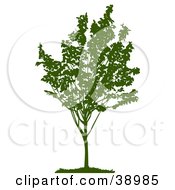 Poster, Art Print Of Young Green Silhouetted Tree With Foliage