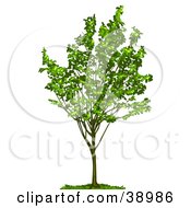 Poster, Art Print Of Young Tree With Green Foliage