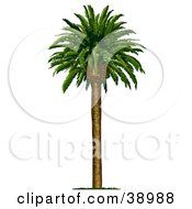 Poster, Art Print Of Straight And Tall Coconut Palm Tree With Green Foliage