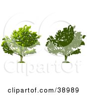 Poster, Art Print Of Tree Thick With Foliage Also Shown In Silhouette