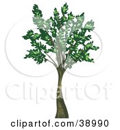 Poster, Art Print Of Tall Mature Tree With Green Leaves Growing From The Branches