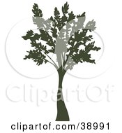 Clipart Illustration Of A Tall Mature Silhouetted Tree by Tonis Pan