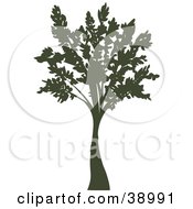 Poster, Art Print Of Tall Mature Silhouetted Tree