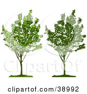 Poster, Art Print Of Young Growing Tree With Green Foliage Also Shown In Silhouette