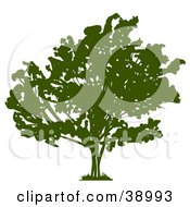 Poster, Art Print Of Wide Green Silhouetted Tree With Thick Foliage