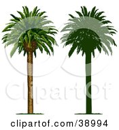 Poster, Art Print Of Tall And Straight Tropical Palm Tree Also Shown In Silhouette
