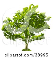 Poster, Art Print Of Wide Tree With Thick Foliage