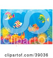 Poster, Art Print Of Underwater Scene Of Colorful Tropical Fish And A Crab Socializing At A Coral Reef