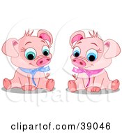 Cute Male And Female Piglets Wearing Blue And Pink Ribbons Sitting And Smiling