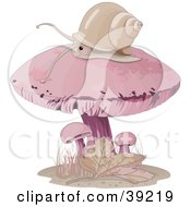 Snail Wandering On Top Of A Pink Mushroom