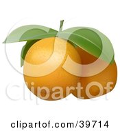Clipart Illustration Of Two Fresh Tangerines With Leaves On A Stem by dero