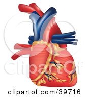 Clipart Illustration Of A 3d Human Heart With Vessels