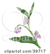 Clipart Illustration Of A Plant With Purple Symphytum Officinale Flowers by dero