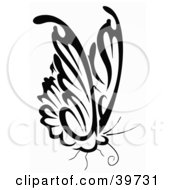 Poster, Art Print Of Perched Black And White Butterfly