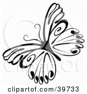 Poster, Art Print Of Delicate Black And White Butterfly