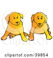 Two Yellow Lab Puppies Sitting During Obedience Training