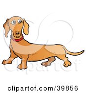 Confused Brown Dachshund Dog