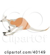 Poster, Art Print Of Brown Kangaroo Hopping By