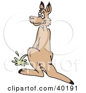 Mischievous Kangaroo Looking Back While Peeing